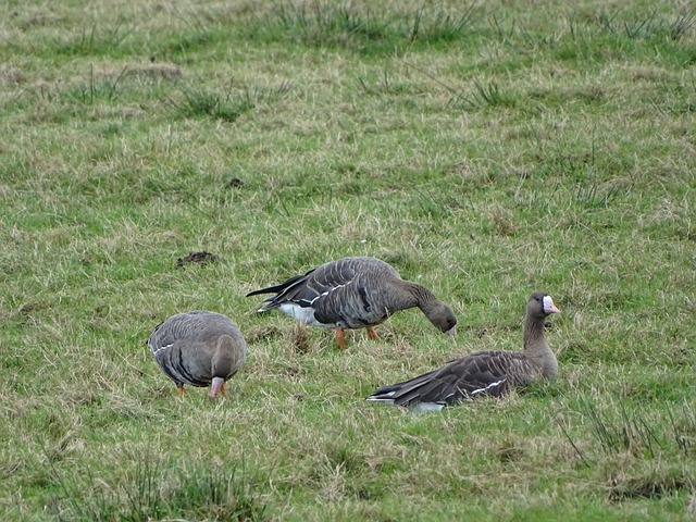 季中一直努 季中一直努