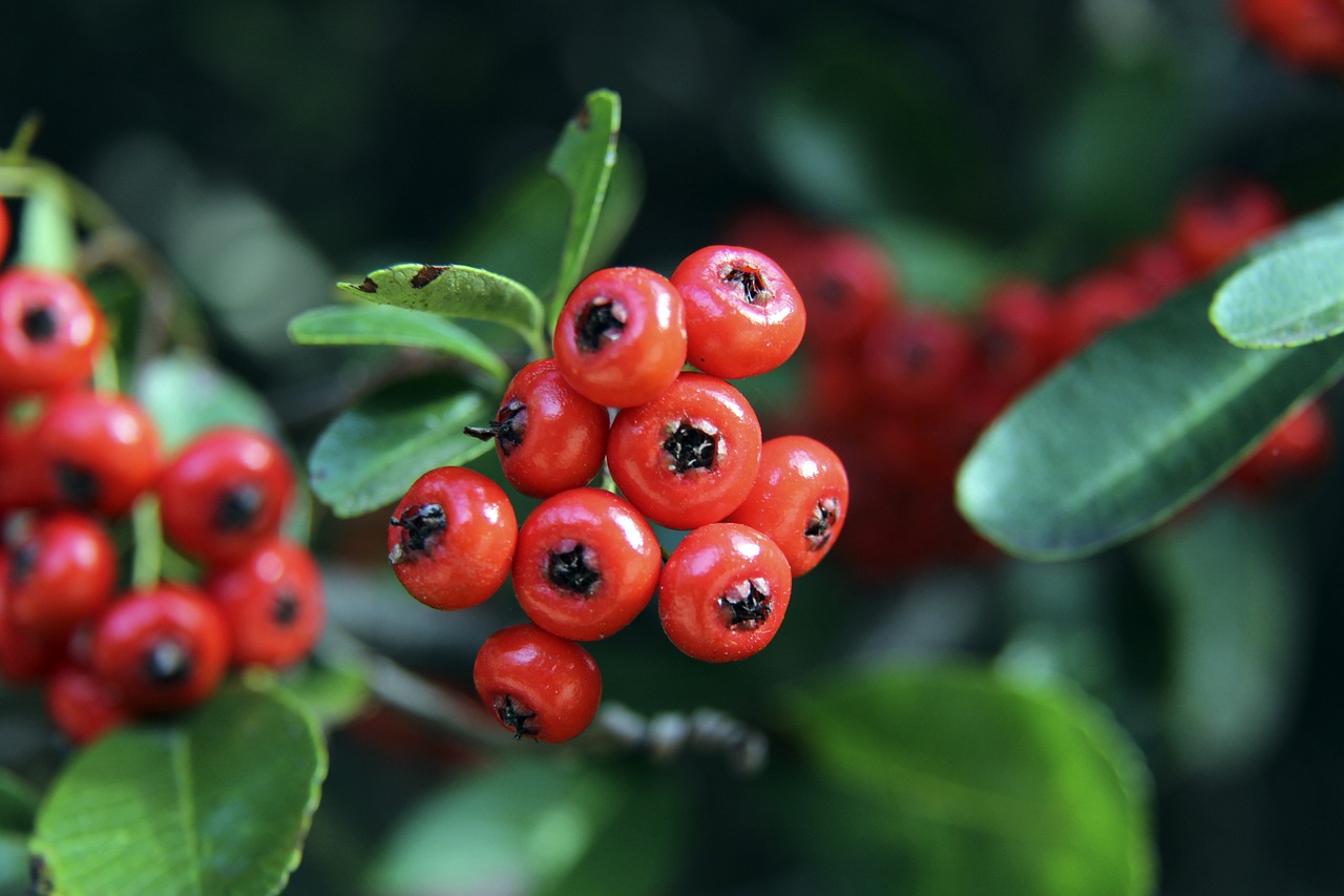 盟被认为是 盟被认为是